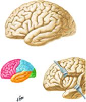 Cerebrum: Lateral Views