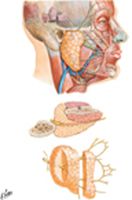Facial Nerve Branches and Parotid Gland