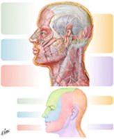 Cutaneous Nerves of Head and Neck