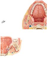 Tongue and Salivary Glands: Sections