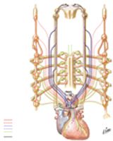 Innervation of Heart: Schema