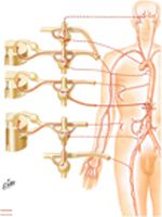 Innervation of Blood Vessels: Schema