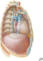 Mediastinum: Right Lateral View