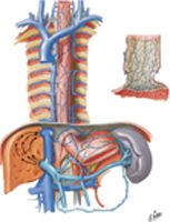 Veins of Esophagus