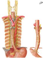 Nerves of Esophagus