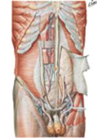 Anterior Abdominal Wall: Deep Dissection