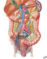 Veins of Large Intestine