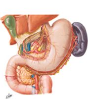 Autonomic Innervation of Stomach and Duodenum