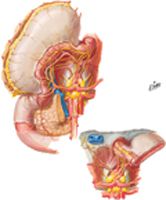 Autonomic Innervation of Stomach and Duodenum (continued)