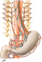 Autonomic Innervation of Stomach and Duodenum: Schema