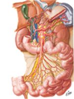 Autonomic Innervation of Small Intestine