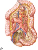 Autonomic Innervation of Large Intestine