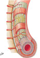 Intrinsic Autonomic Plexuses of Intestine: Schema