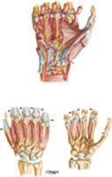 Intrinsic Muscles of Hand