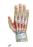 Wrist and Hand: Deep Dorsal Dissection