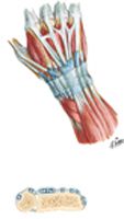 Extensor Tendons at Wrist