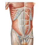Anterior Abdominal Wall: Intermediate Dissection