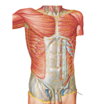 Nerves of Anterior Abdominal Wall