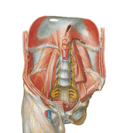 Nerves of Posterior Abdominal Wall