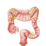 Mucosa and Musculature of Large Intestine