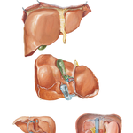 Surfaces and Bed of Liver