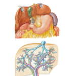 Liver in Situ: Vascular and Duct Systems