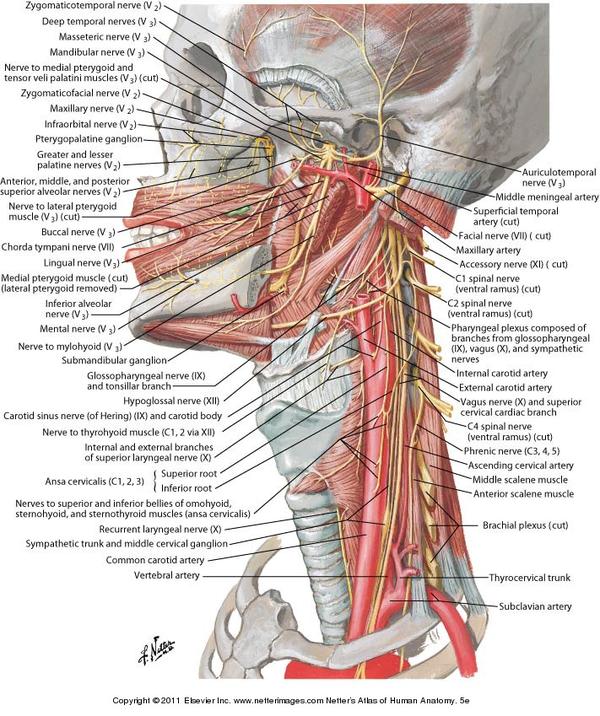 subclavian artery netter