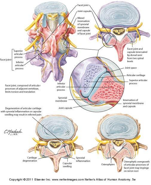 Netter Reference
