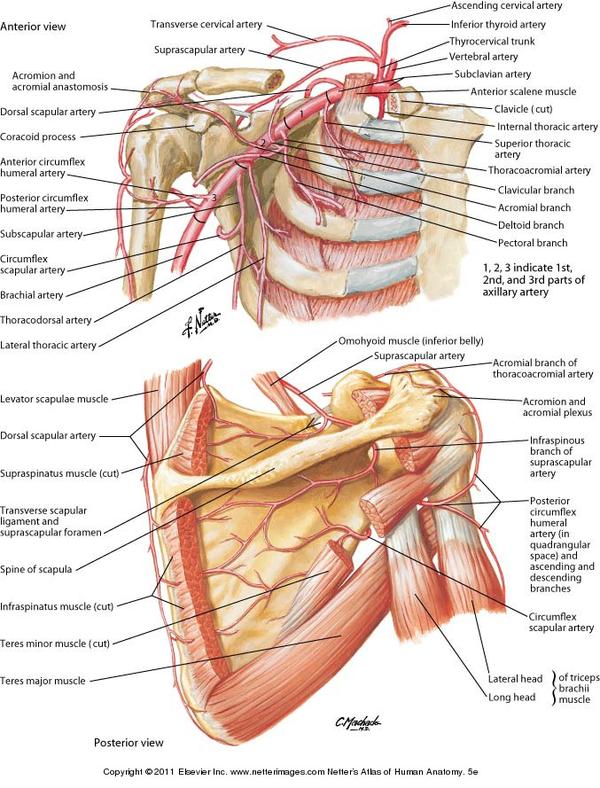 subclavian artery netter