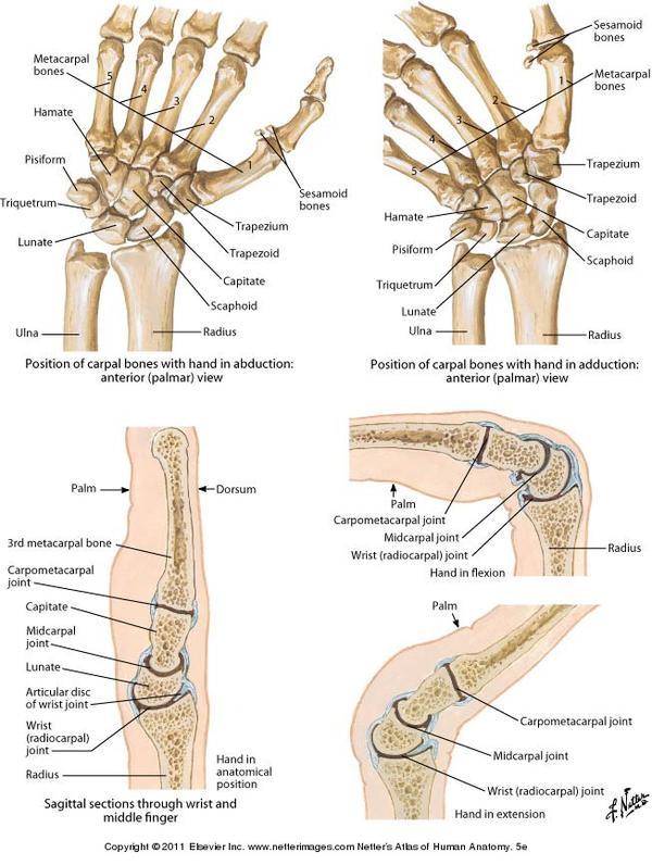 Netter Reference