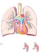 Pulmonary Arteries and Veins