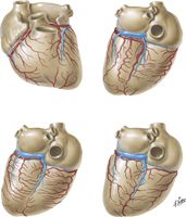 Coronary Arteries and Cardiac Veins:  Variations