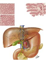 Lymph Vessels and Nodes of Liver