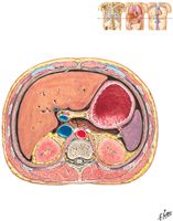 Schematic Cross Section of Abdomen at Middle T12