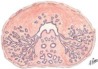 Cross Section Through Prostate