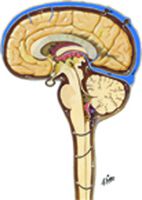 Circulation of Cerebrospinal Fluid