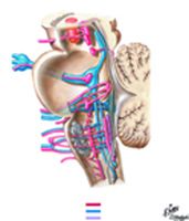 Cranial Nerve Nuclei in Brainstem: Schema (continued)