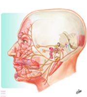 Facial Nerve (VII): Schema