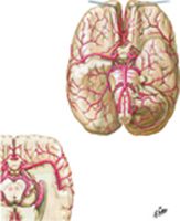 Arteries of Brain: Inferior Views
