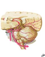 Arteries of Posterior Cranial Fossa
