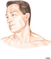 Head and Neck:  Surface Anatomy
