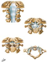 Internal Craniocervical Ligaments