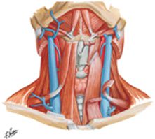 Infrahyoid and Suprahyoid Muscles