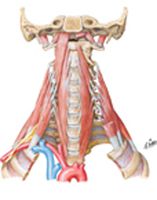 Scalene and Prevertebral Muscles