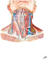 Superficial Veins and Cutaneous Nerves of Neck