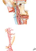 Carotid Arteries