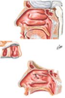 Lateral Wall of Nasal Cavity