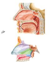 Medial Wall of Nasal Cavity (Nasal Septum)