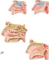 Nerves of Nasal Cavity (continued)
