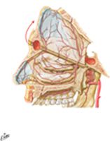 Arteries of Nasal Cavity: Nasal Septum Turned Up